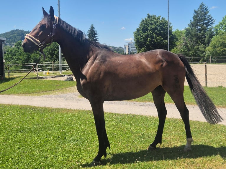 Oldenburg Mare 7 years 15,2 hh Bay-Dark in Arnegg