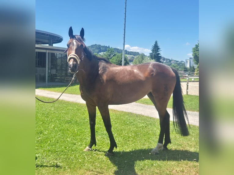 Oldenburg Mare 7 years 15,2 hh Bay-Dark in Arnegg