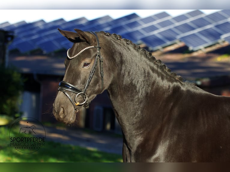 Oldenburg Mare 7 years 15,2 hh Black in Rastede