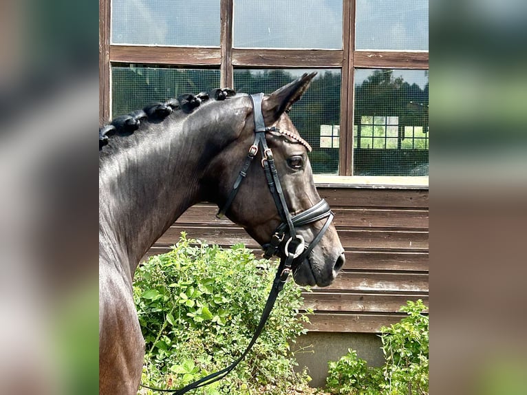 Oldenburg Mare 7 years 15,2 hh Smoky-Black in Roßdorf