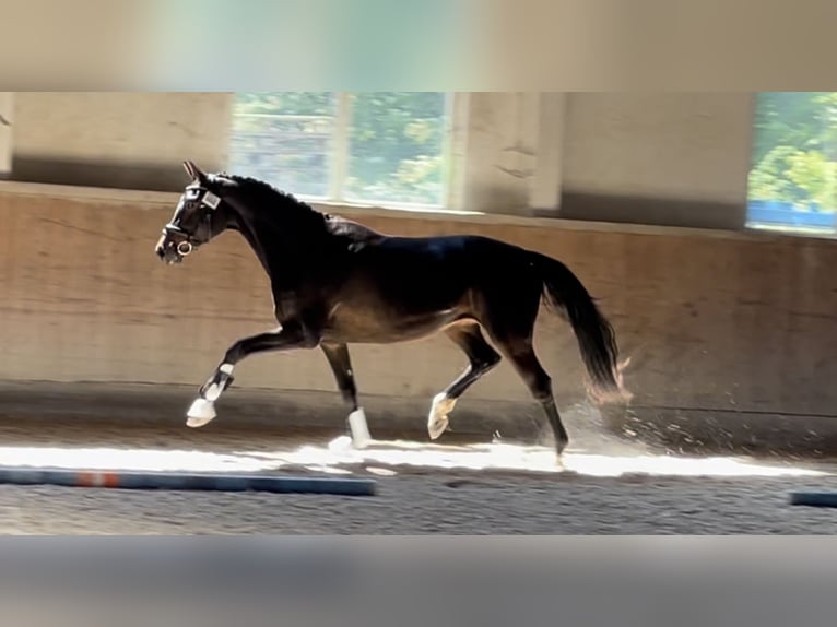 Oldenburg Mare 7 years 16,1 hh Bay-Dark in Reichertsheim