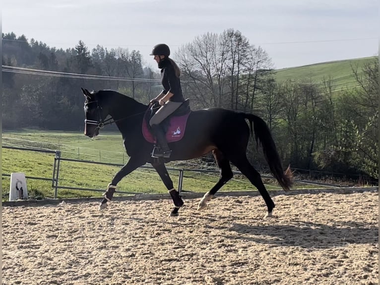 Oldenburg Mare 7 years 16,1 hh Bay-Dark in Reichertsheim