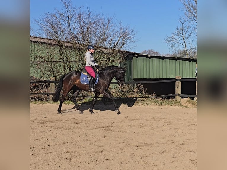 Oldenburg Mare 7 years 16,1 hh Bay-Dark in M&#xFC;lheim an der Ruhr