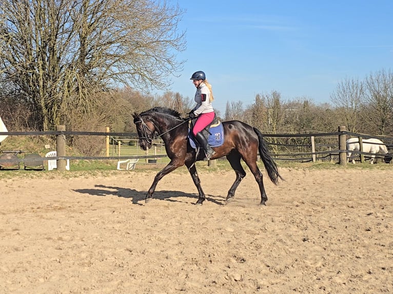 Oldenburg Mare 7 years 16,1 hh Bay-Dark in M&#xFC;lheim an der Ruhr