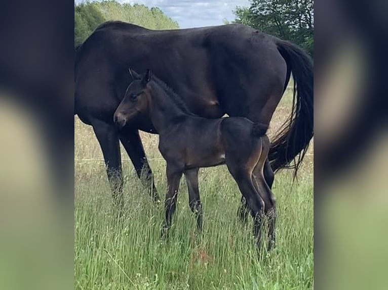 Oldenburg Mare 7 years 16,1 hh Bay-Dark in Reinsdorf