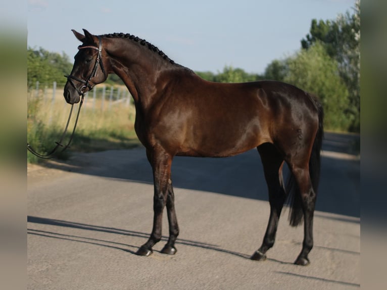 Oldenburg Mare 7 years 16,1 hh Bay-Dark in Csabacs&#x171;d