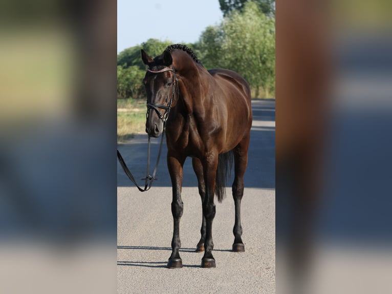Oldenburg Mare 7 years 16,1 hh Bay-Dark in Csabacs&#x171;d