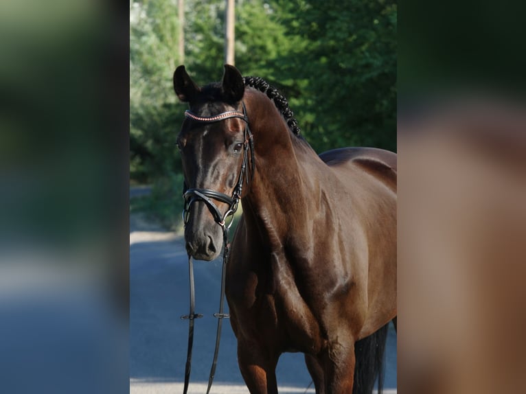 Oldenburg Mare 7 years 16,1 hh Bay-Dark in Csabacs&#x171;d