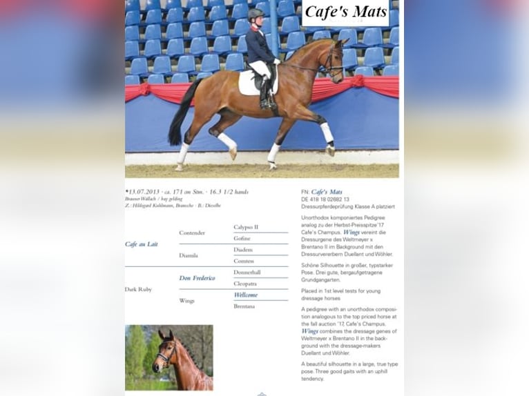 Oldenburg Mare 7 years 16,1 hh Black in Bramsche