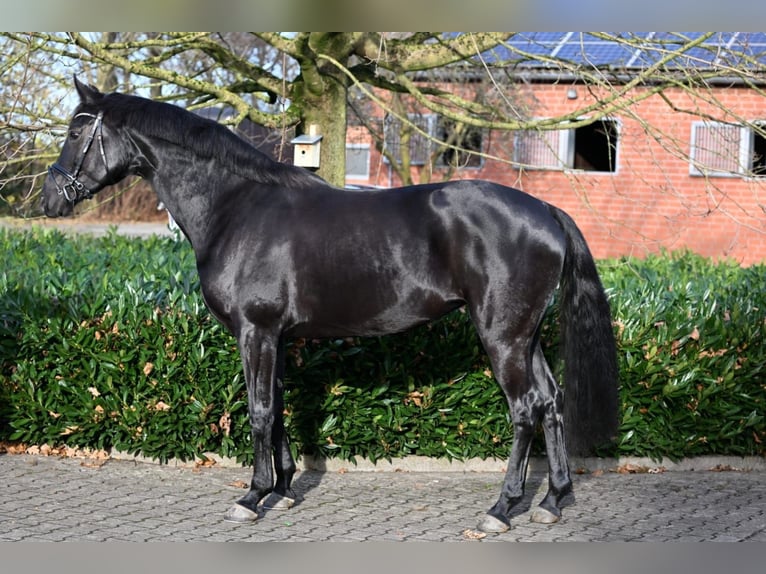 Oldenburg Mare 7 years 16,1 hh Black in Sassenberg