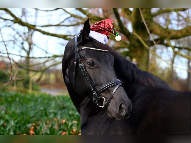 Oldenburg Mare 7 years 16,1 hh Black in Sassenberg