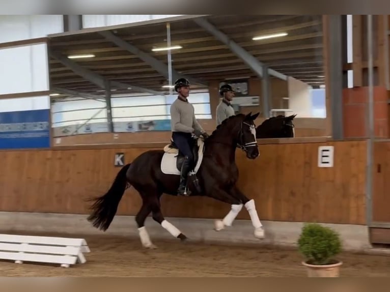 Oldenburg Mare 7 years 16.1 hh Black in Gleichen