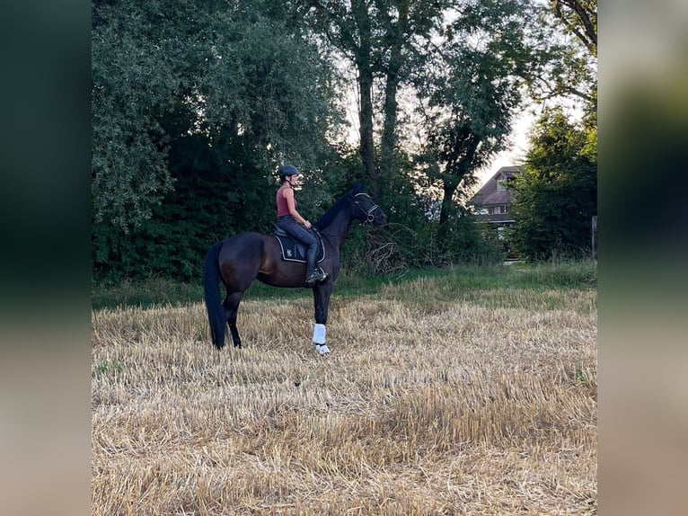 Oldenburg Mare 7 years 16.1 hh Black in Karlsfeld