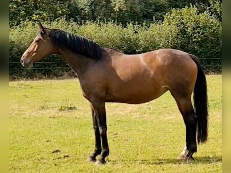 Oldenburg Mare 7 years 16.1 hh Brown in Dannau