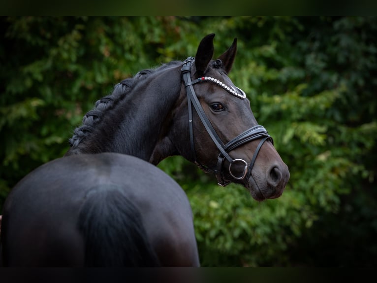 Oldenburg Mare 7 years 16.1 hh Brown in Essen (Oldenburg)