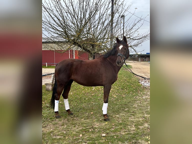 Oldenburg Mare 7 years 16.1 hh Brown in Fuldabrück