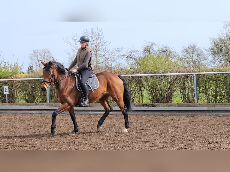 Oldenburg Mare 7 years 16.1 hh Brown in Ostfildern