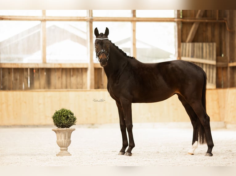 Oldenburg Mare 7 years 16.1 hh Smoky-Black in Kürten