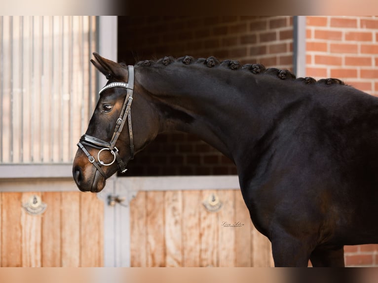 Oldenburg Mare 7 years 16.1 hh Smoky-Black in Kürten