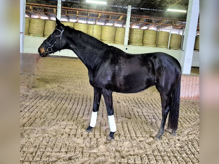 Oldenburg Mare 7 years 16,1 hh Smoky-Black in Priestewitz