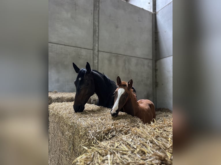 Oldenburg Mare 7 years 16.2 hh Bay-Dark in Schönaich