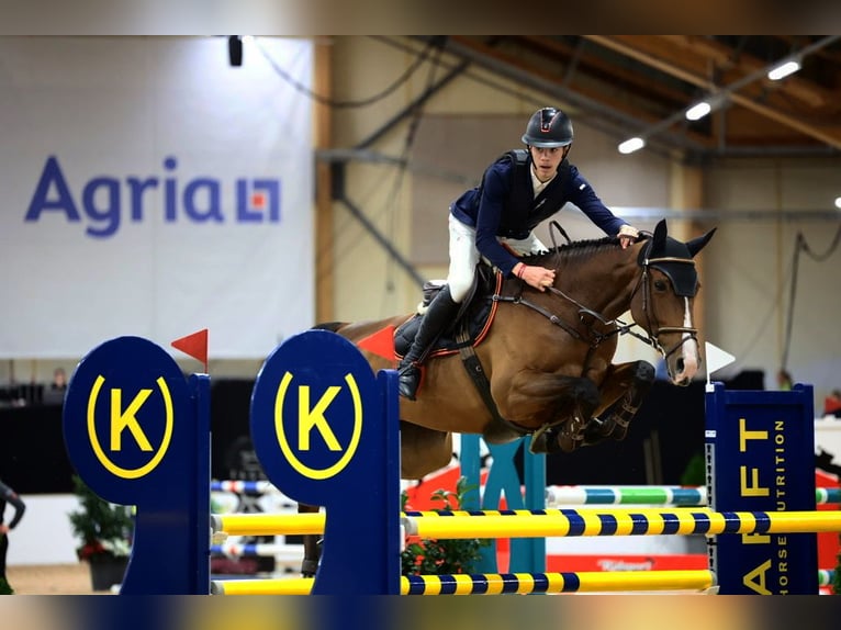 Oldenburg Mare 7 years 16,2 hh Bay-Dark in Linköping