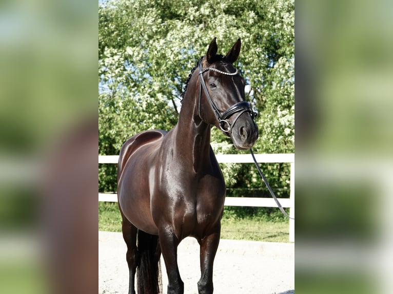 Oldenburg Mare 7 years 16.2 hh Black in Holešov