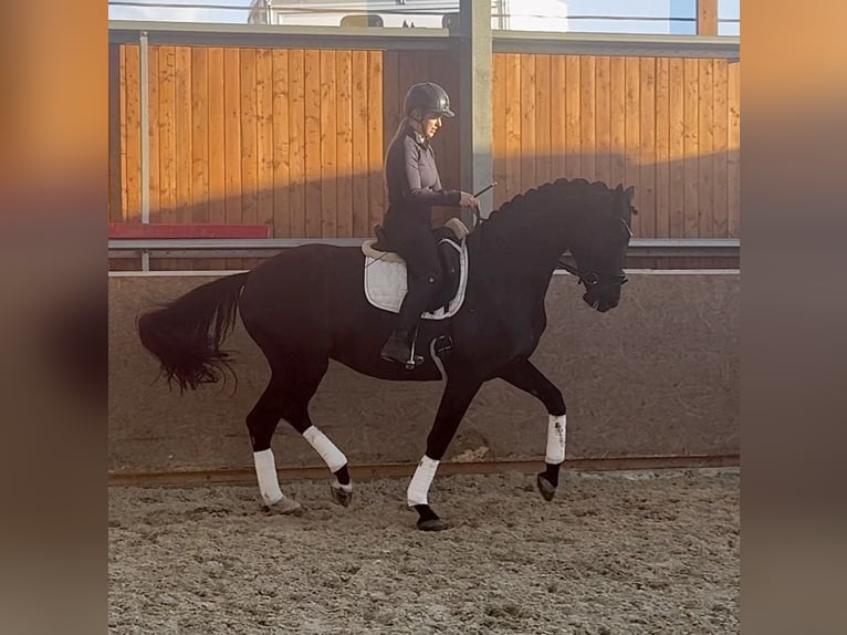 Oldenburg Mare 7 years 16.2 hh Black in Holešov