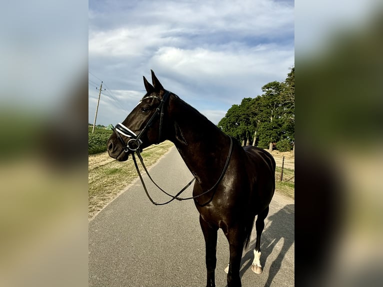 Oldenburg Mare 7 years 16.2 hh Black in Stendal