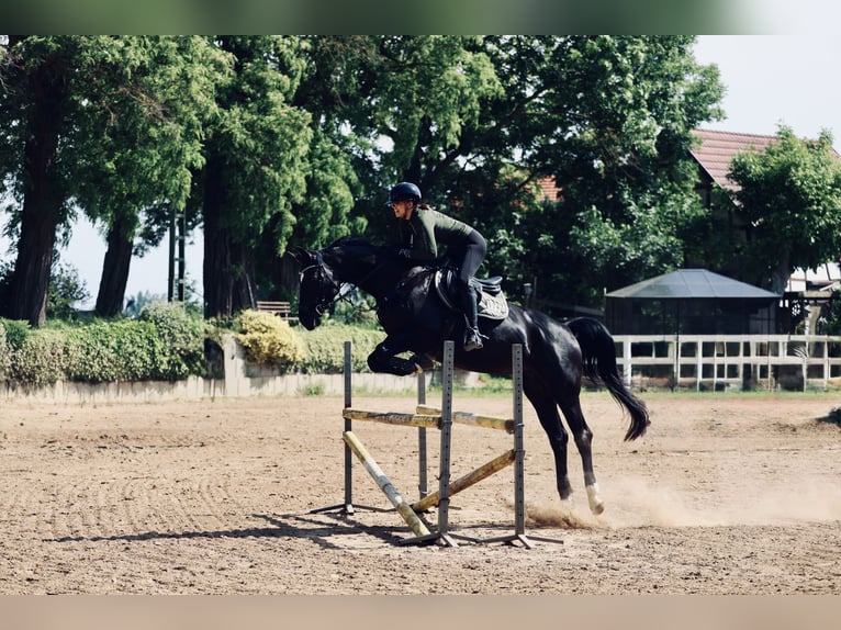 Oldenburg Mare 7 years 16.2 hh Black in Stendal