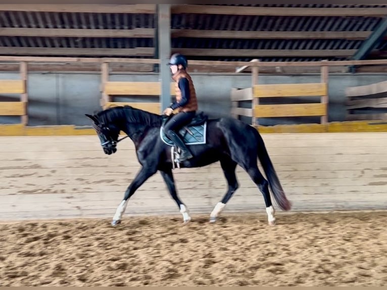 Oldenburg Mare 7 years 16,2 hh Black in Pelmberg