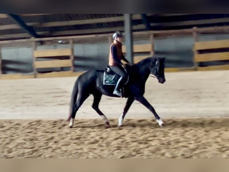 Oldenburg Mare 7 years 16,2 hh Black in Pelmberg