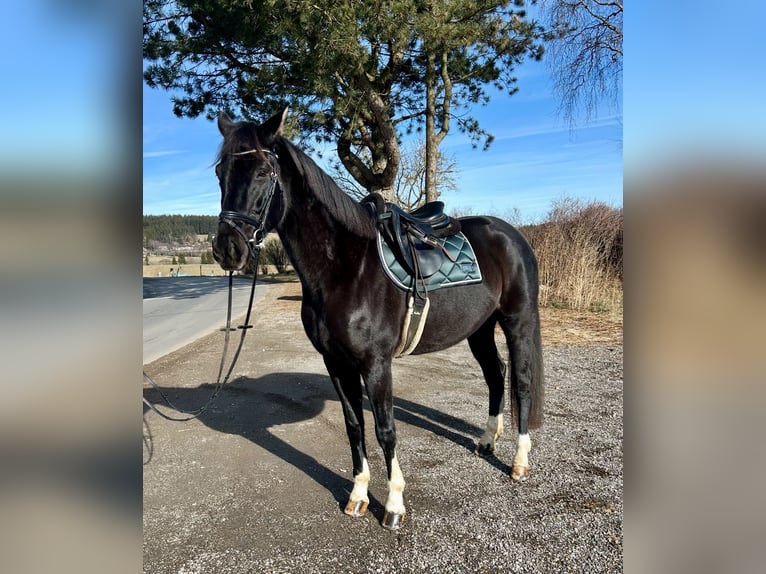 Oldenburg Mare 7 years 16,2 hh Black in Pelmberg