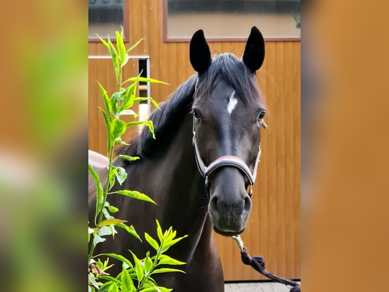 Oldenburg Mare 7 years 16.2 hh Black in Bad Liebenwerda