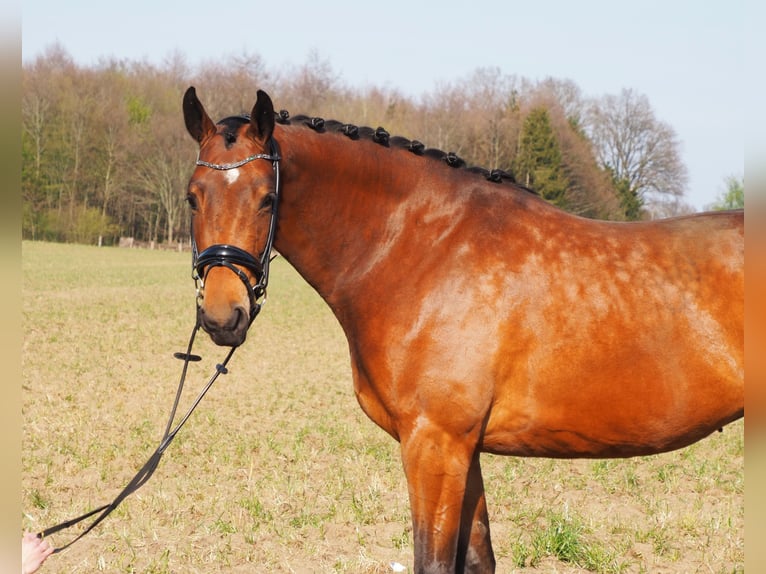 Oldenburg Mare 7 years 16,2 hh Brown in Bramsche