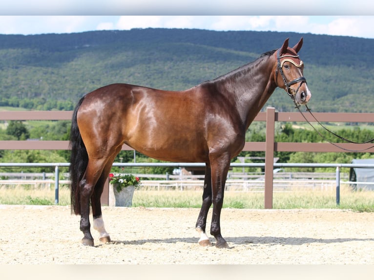 Oldenburg Mare 7 years 16.2 hh Brown in Bad Vöslau