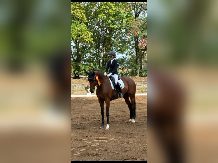 Oldenburg Mare 7 years 16.2 hh Brown in Büttelborn