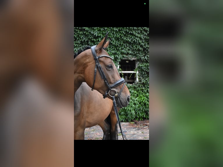 Oldenburg Mare 7 years 16.2 hh Brown in Wildeshausen