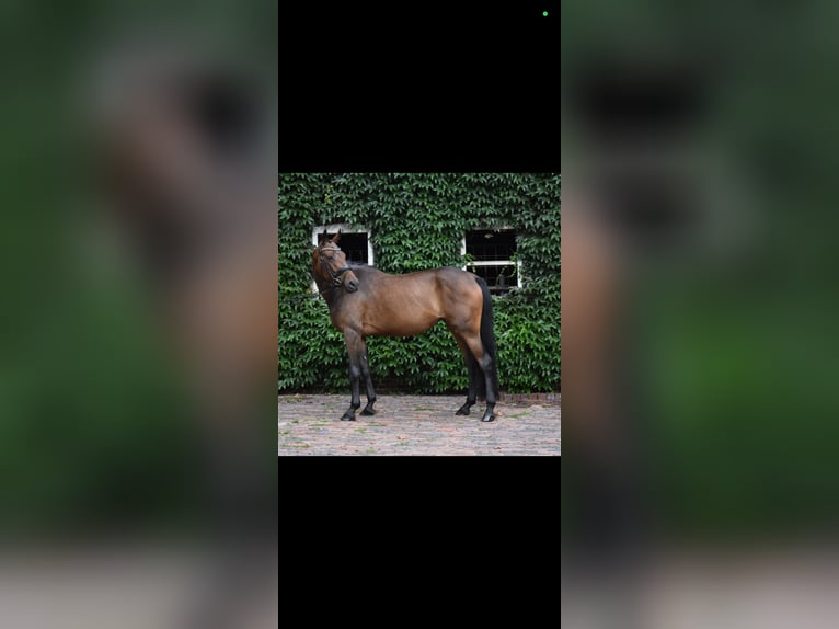 Oldenburg Mare 7 years 16.2 hh Brown in Wildeshausen