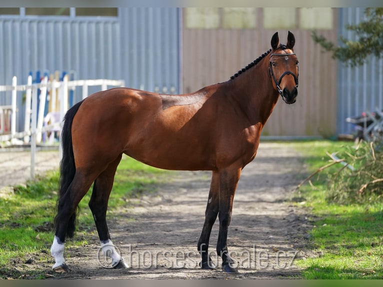 Oldenburg Mare 7 years 16,2 hh Brown in Tabor