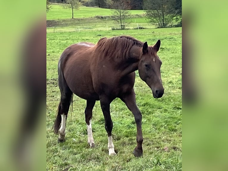 Oldenburg Mare 7 years 16.2 hh Chestnut in Fürth