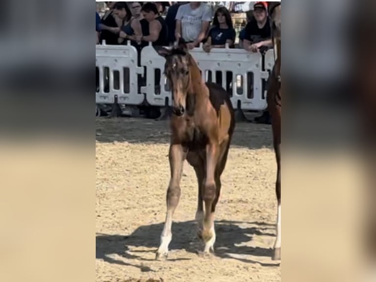 Oldenburg Mare 7 years 16.2 hh Chestnut in Fürth