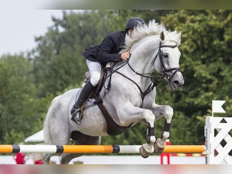 Oldenburg Mare 7 years 16,2 hh Gray in Freiburg im Breisgau