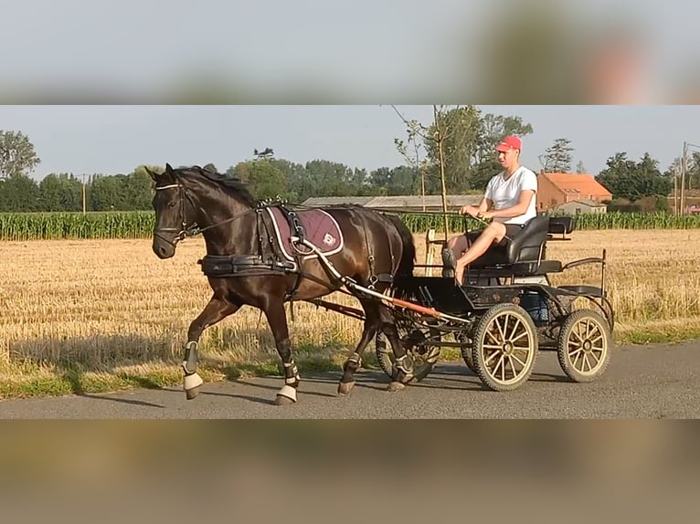 Oldenburg Mare 7 years 16,2 hh Smoky-Black in Ranst