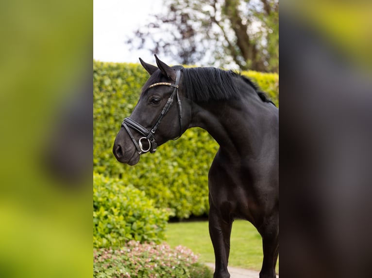 Oldenburg Mare 7 years 16,2 hh Smoky-Black in Ranst