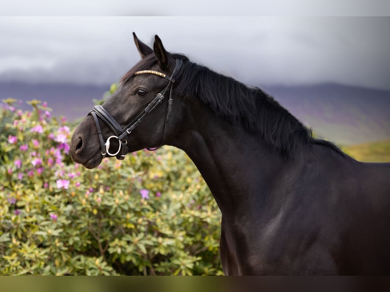 Oldenburg Mare 7 years 16,2 hh Smoky-Black in Ranst