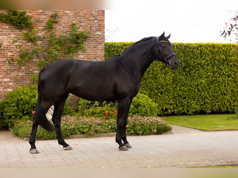 Oldenburg Mare 7 years 16,2 hh Smoky-Black in Ranst