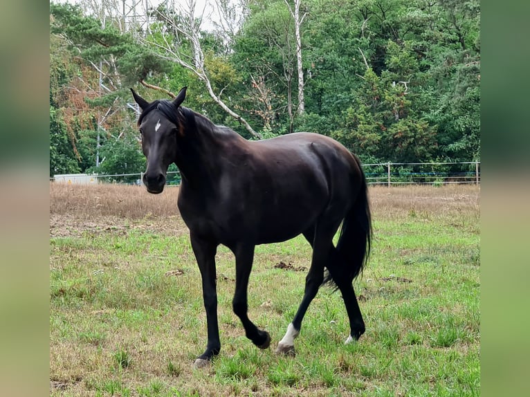 Oldenburg Mare 7 years 16.3 hh Black in Bad Liebenwerda