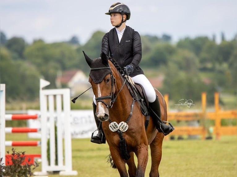 Oldenburg Mare 7 years 16,3 hh Brown in Gadebusch