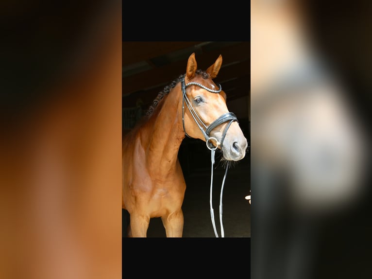 Oldenburg Mare 7 years 16.3 hh Chestnut-Red in Rankweil